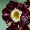 Auricula Tay Tiger - Abriachan Nurseries